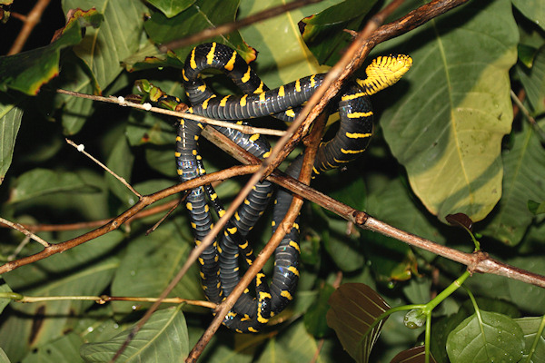 Gold-ringedCatSnake_Sukau_0254 (146)_m.jpg
